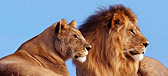 Oko w oko z lwem